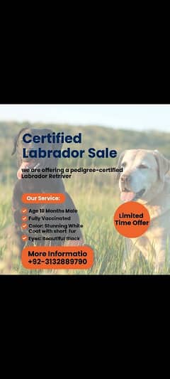 Vaccinated Labrador