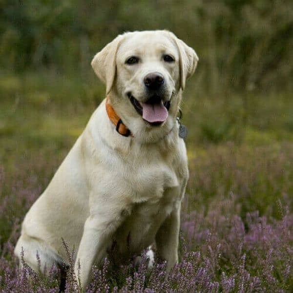 Vaccinated Labrador 1