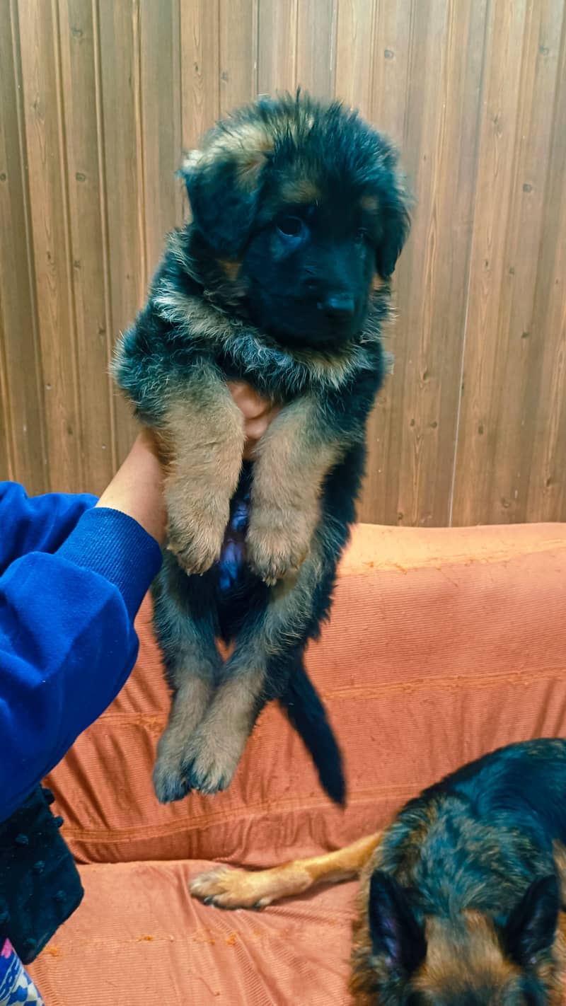 03074736520 German shepherd long coat puppies 0