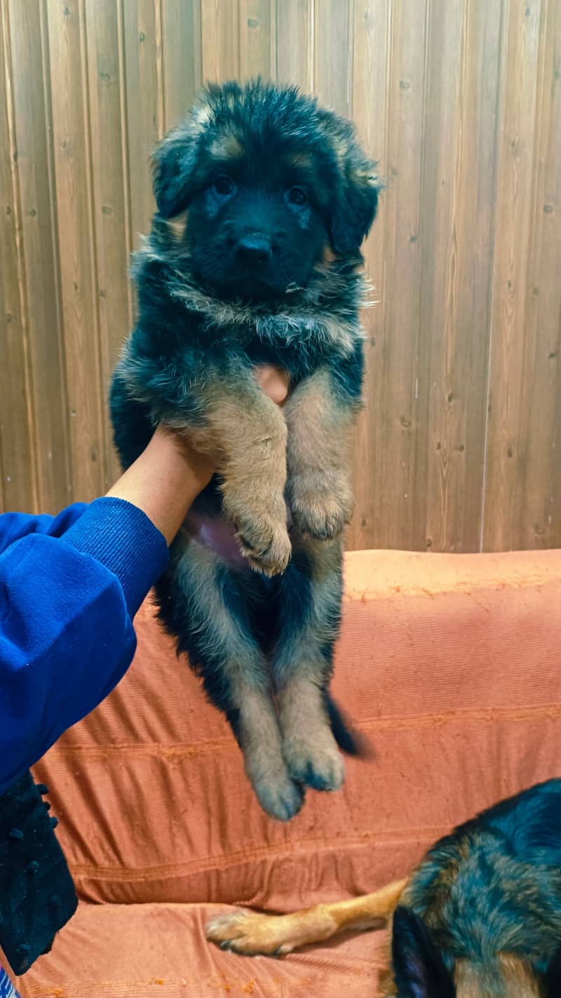 03074736520 German shepherd long coat puppies 1