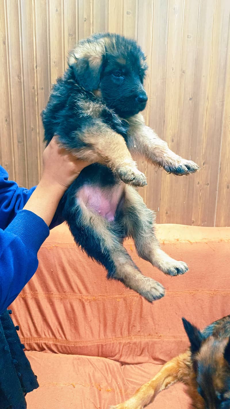 03074736520 German shepherd long coat puppies 2