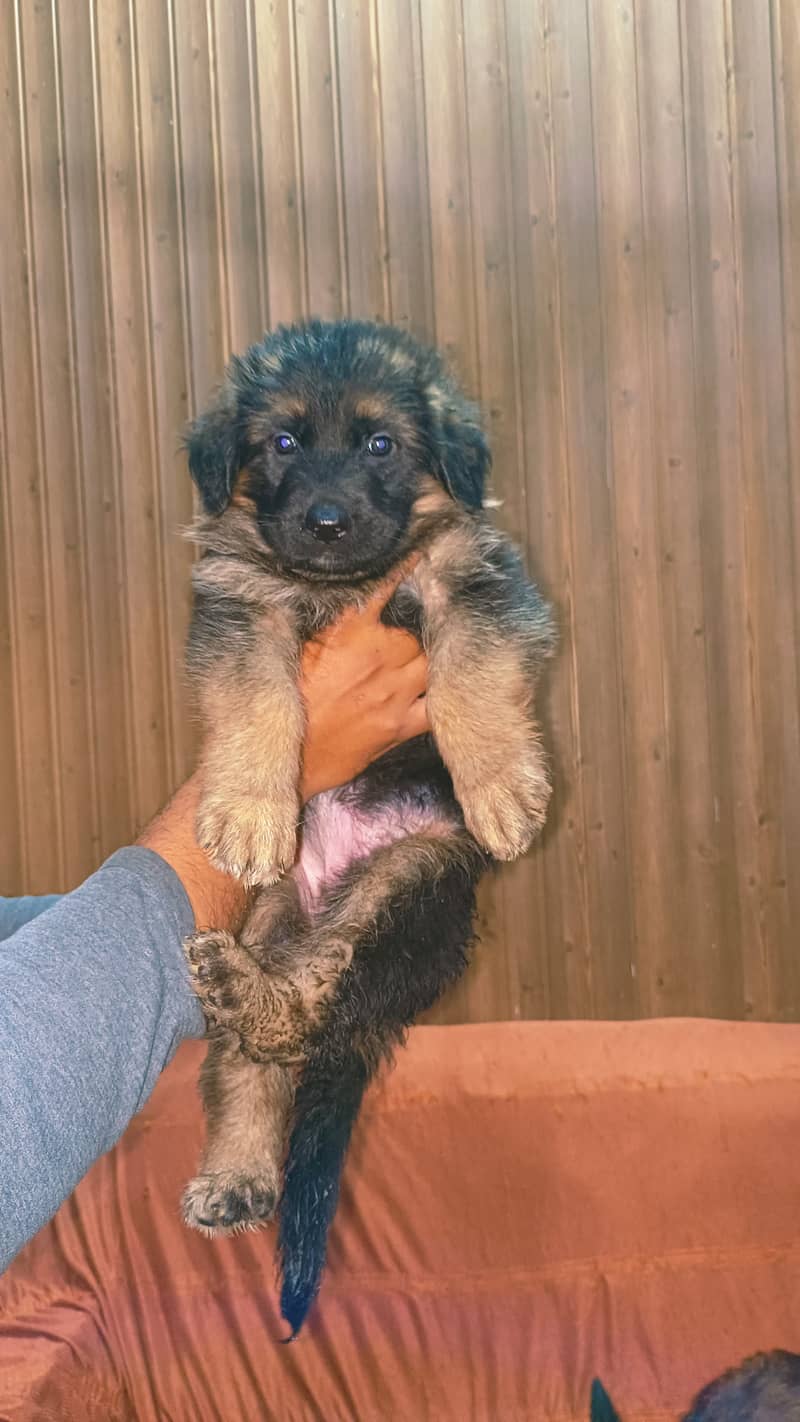 03074736520 German shepherd long coat puppies 5