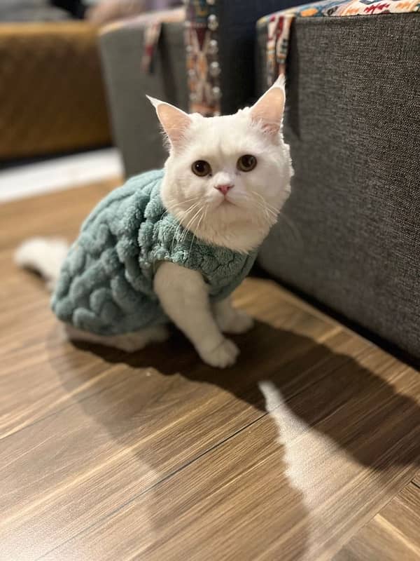 Double coated Persian male cat 5