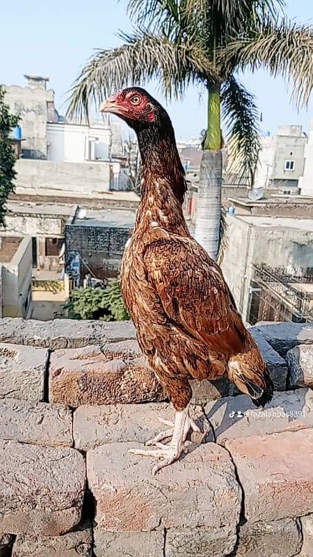 murga shajra female lakhe 0