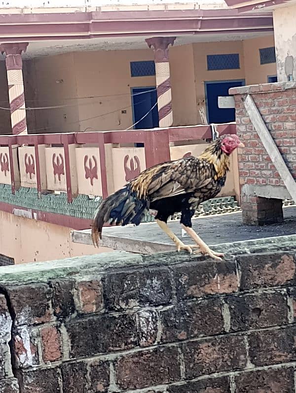 murga shajra female lakhe 5