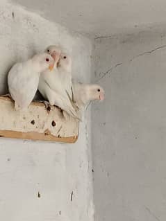 albino