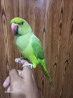 parrot tame parrot 0370=80888=36