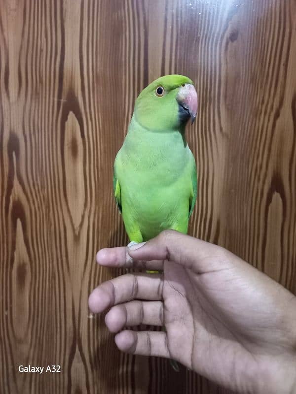 parrot tame parrot 0370=80888=36 1