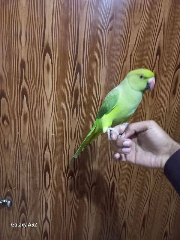 parrot tame parrot 0370=80888=36 2