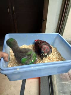 vosmeri eclectus pair