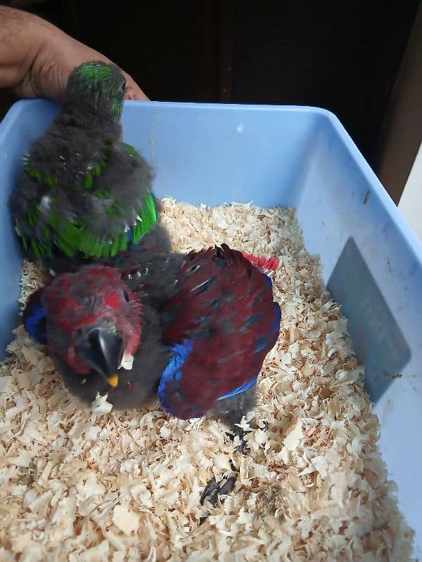 vosmeri eclectus pair 2