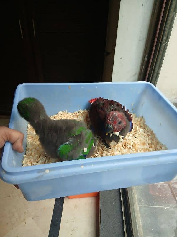 vosmeri eclectus pair 3