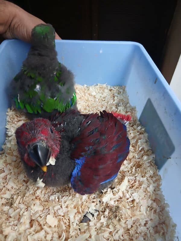 vosmeri eclectus pair 4