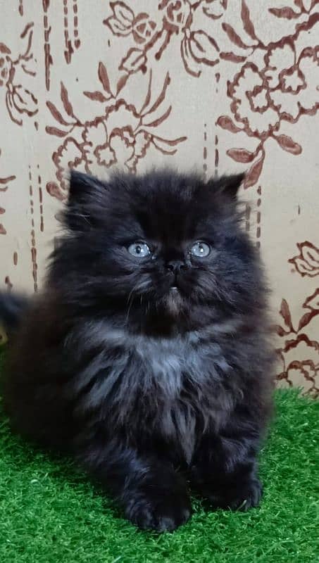 Beautiful Persian kitten(Punch face)(triple coated)(cash on delivery) 3