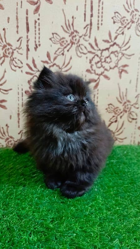 Beautiful Persian kitten(Punch face)(triple coated)(cash on delivery) 0