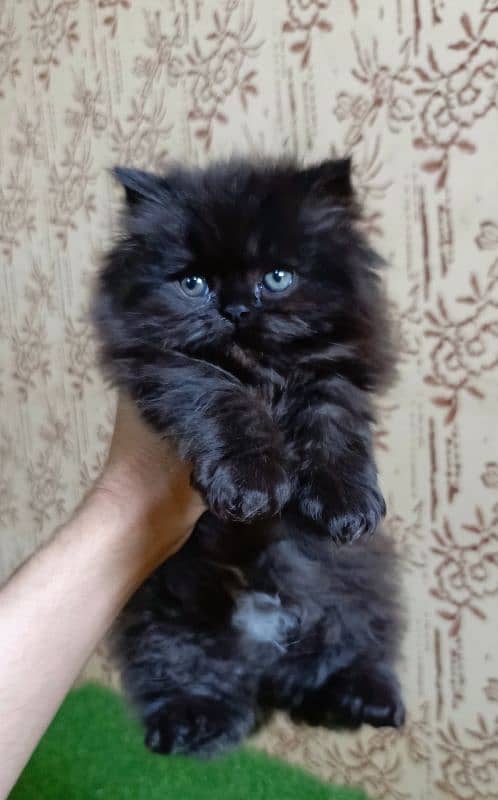 Beautiful Persian kitten(Punch face)(triple coated)(cash on delivery) 1