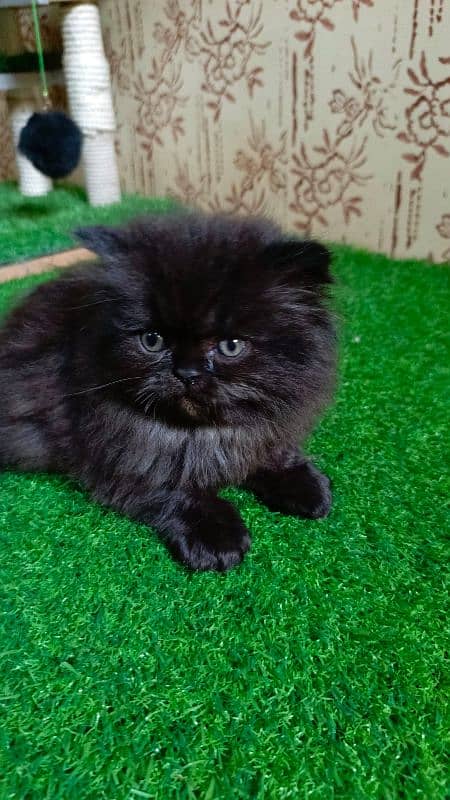 Beautiful Persian kitten(Punch face)(triple coated)(cash on delivery) 4