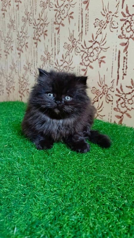 Beautiful Persian kitten(Punch face)(triple coated)(cash on delivery) 2