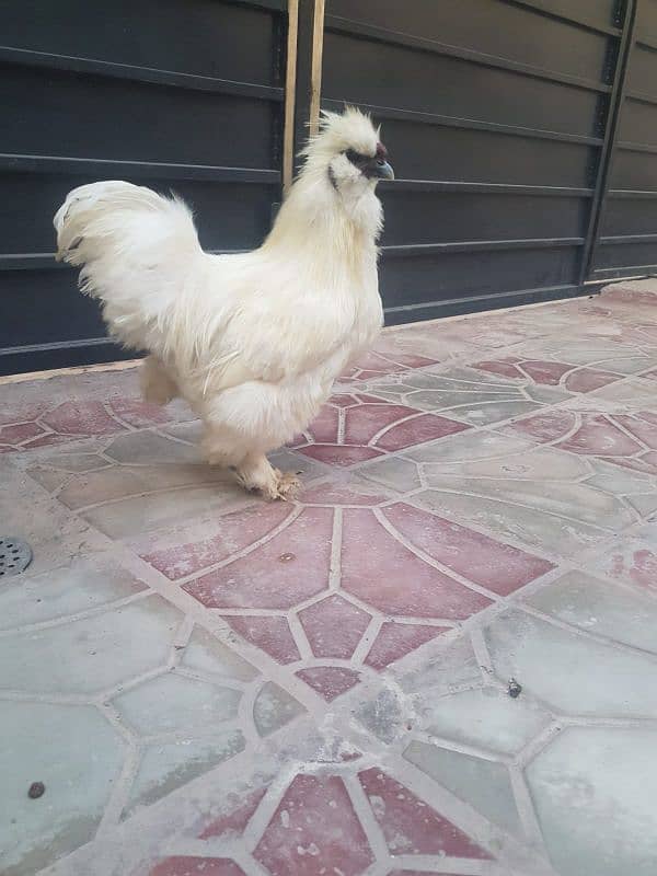 White silkie Breeder Male 0