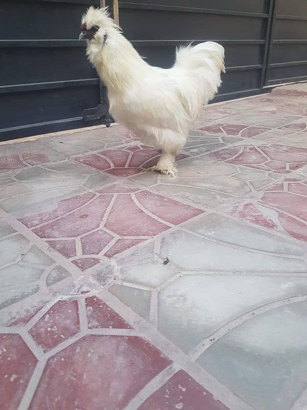 White silkie Breeder Male 1