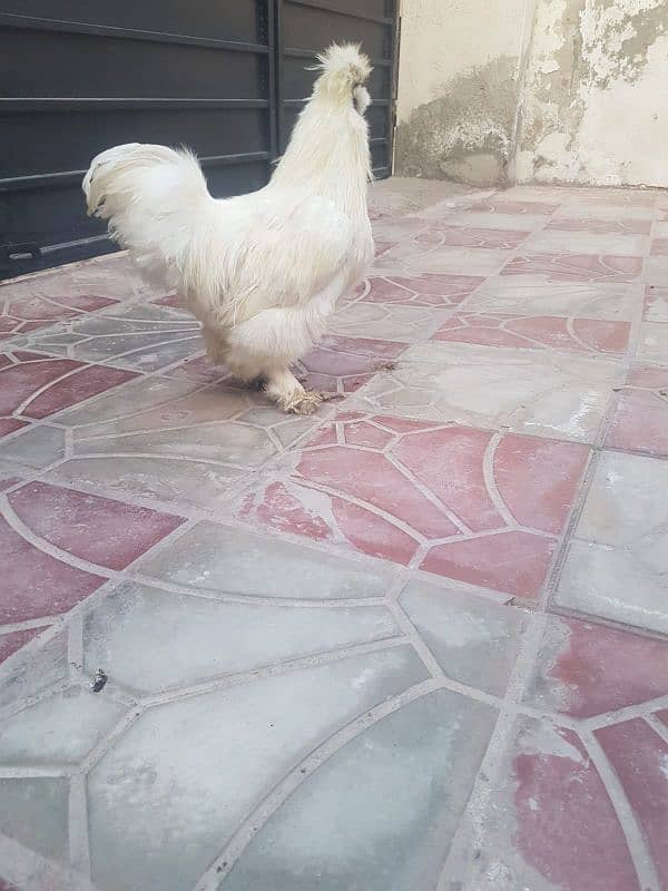 White silkie Breeder Male 2