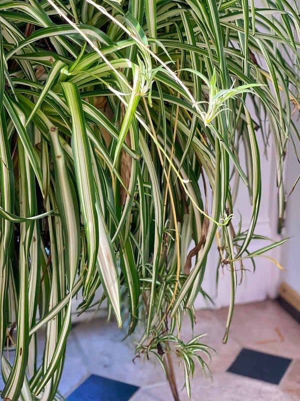 indoor plants 2