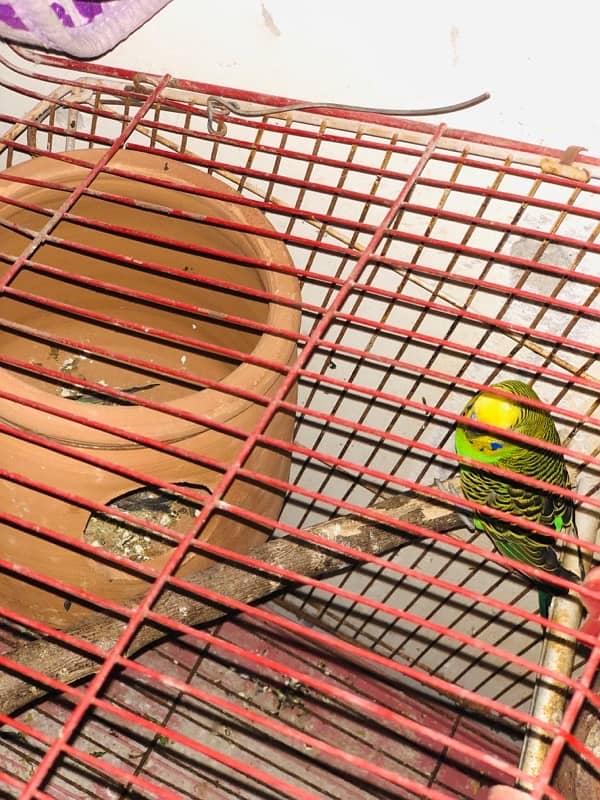 Beautiful Budgie Breeder Pair wth eggs 3