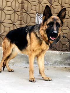 German shepherd pure stock coat