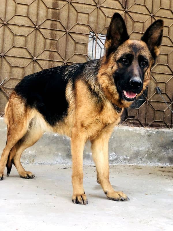 German shepherd pure stock coat 0