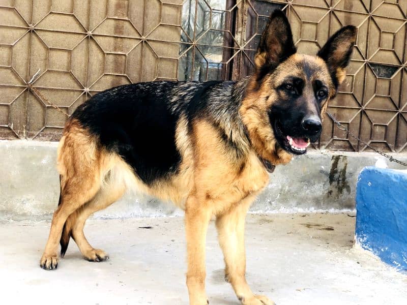 German shepherd pure stock coat 1