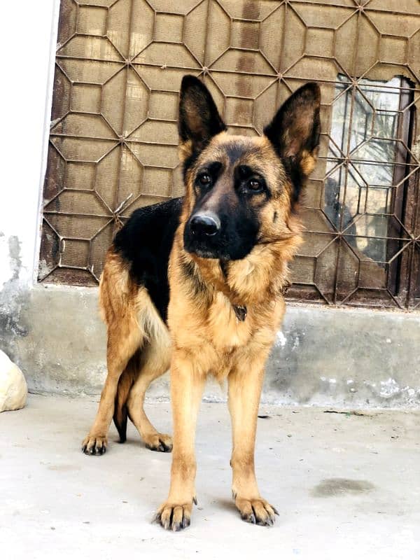 German shepherd pure stock coat 2