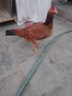 hens for sale