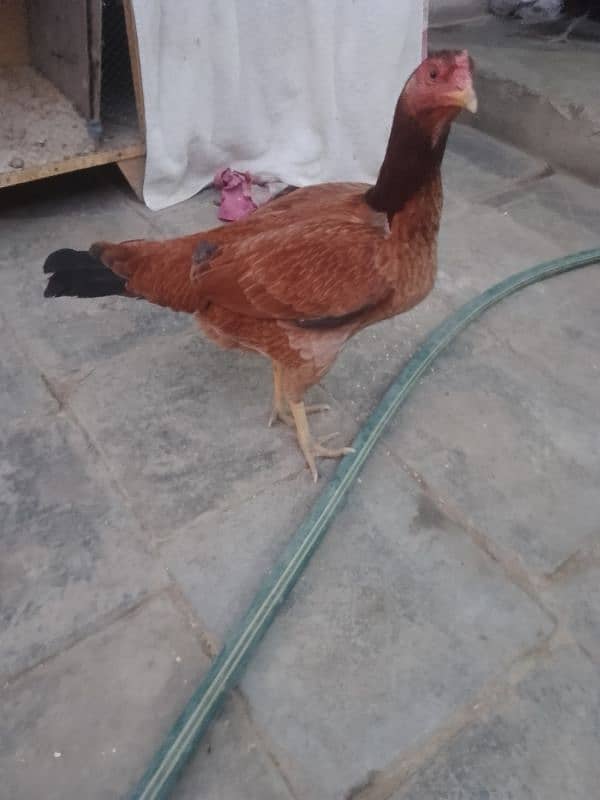 hens for sale 0