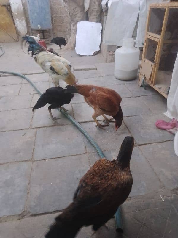 hens for sale 4