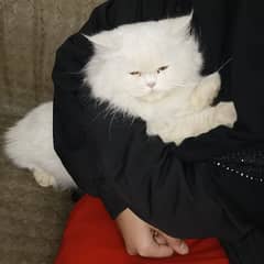 Persian Cat