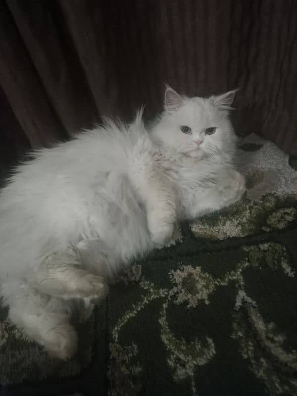 Persian Cat 1