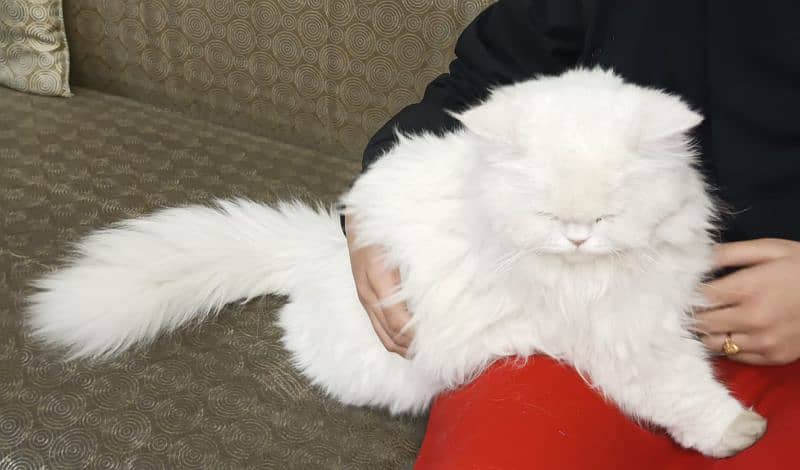 Persian Cat 2