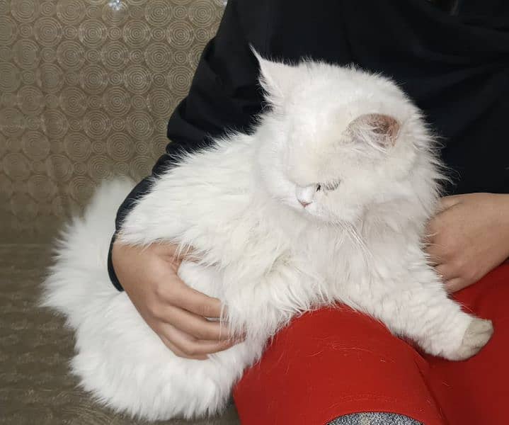 Persian Cat 3