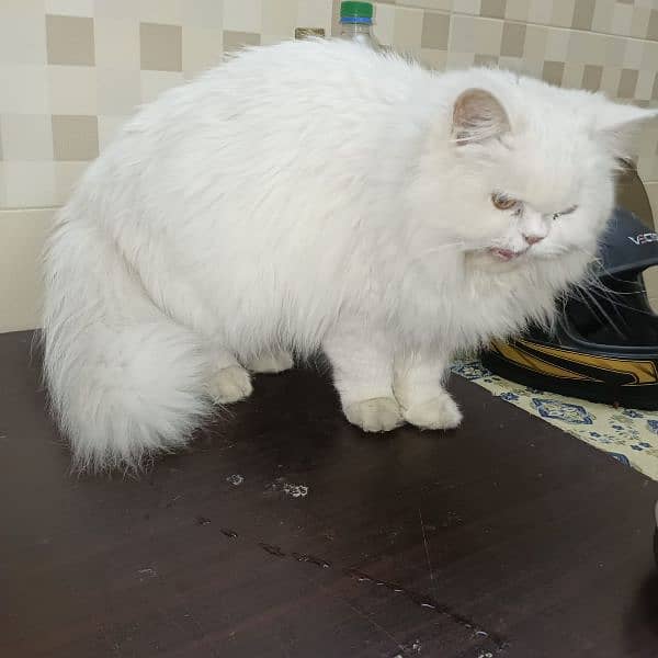 Persian Cat 4