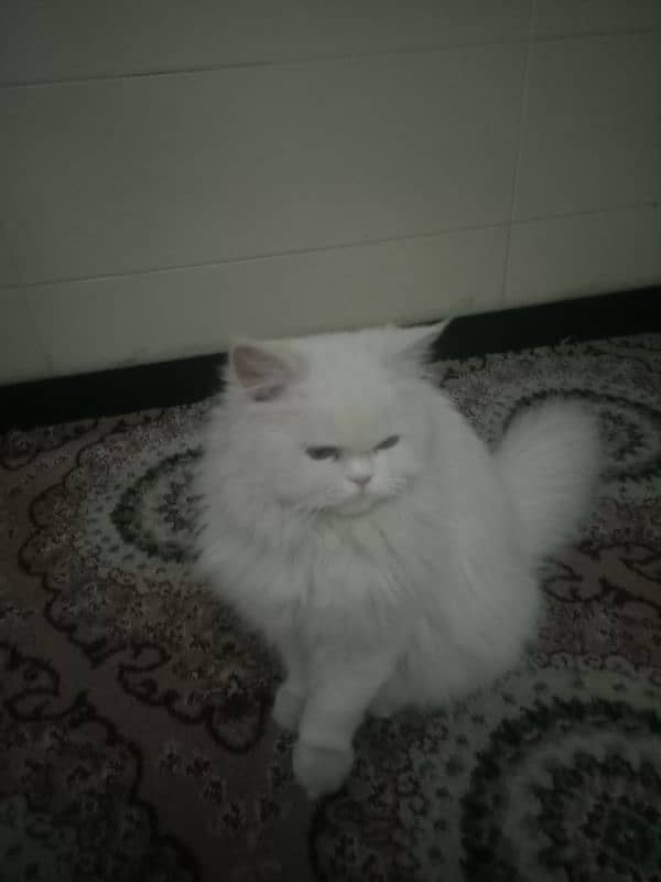 Persian Cat 5