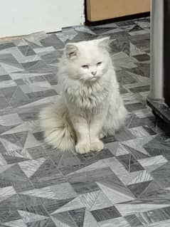 Persian male name "Snowbell" full Friendly