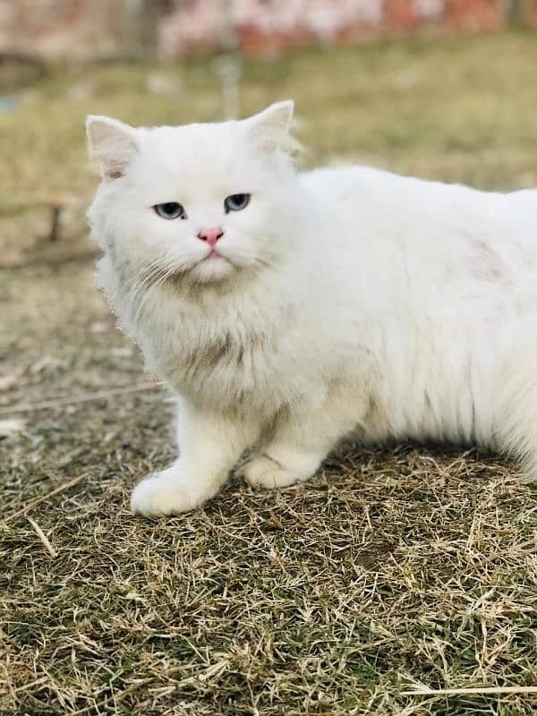 Persian male name "Snowbell" full Friendly 1