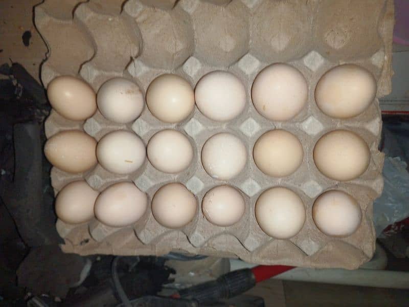 Desi organic eggs 1