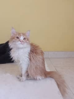 Persian female kitten