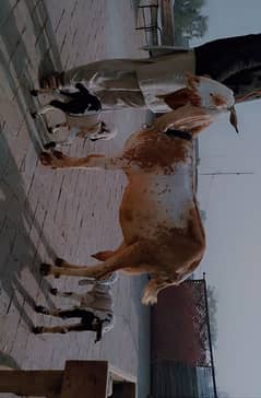 machi cheeni bakri (. 2 male baby. )