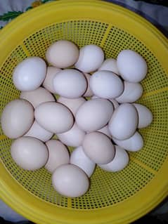 Australorp eggs