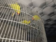 i am selling for love bird 3 peace han 03150544143