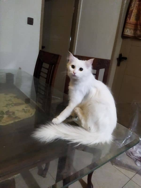 cat for sell 2