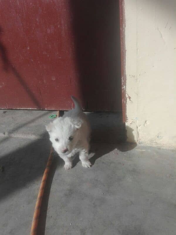 Pista Female 1.5 Month , White Colour 3