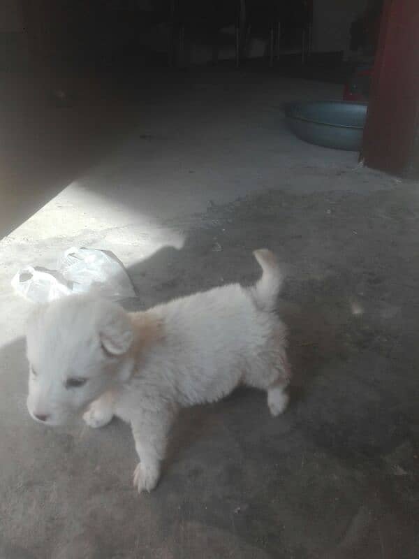 Pista Female 1.5 Month , White Colour 5